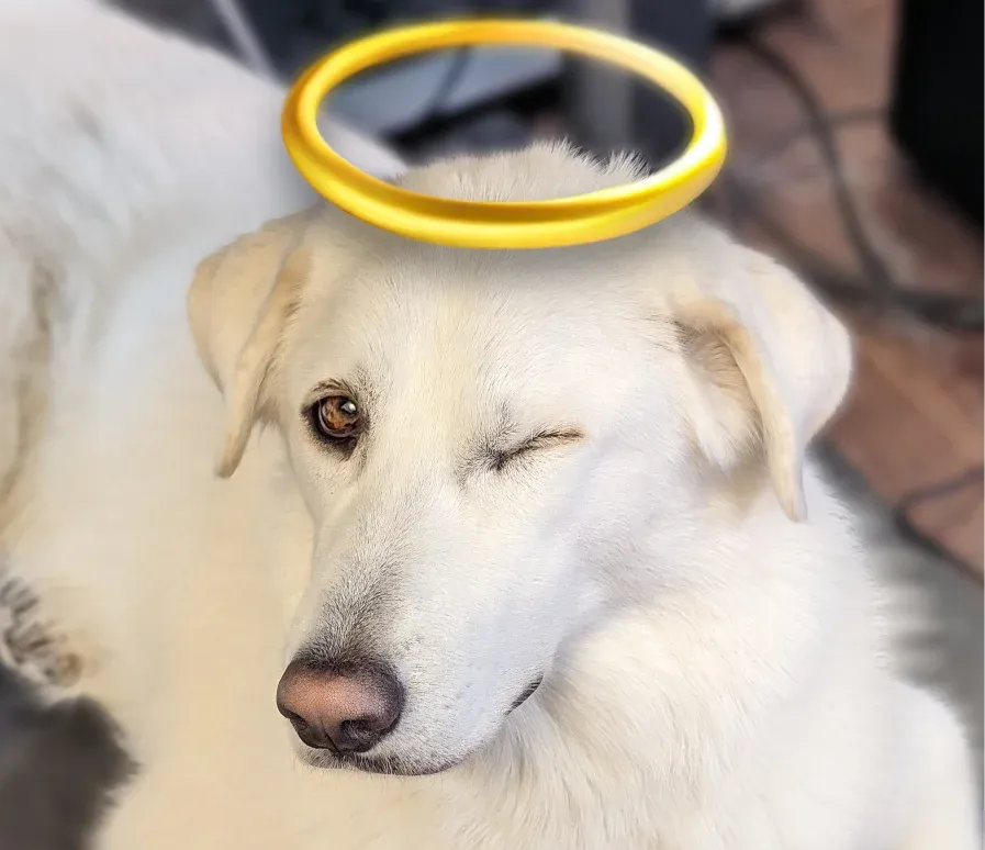 halo dog.center